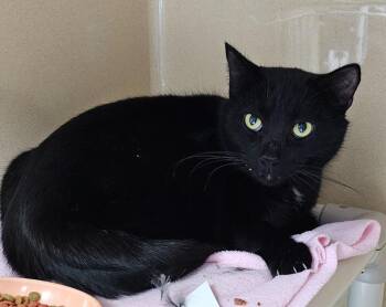 Domestic Short Hair Cats Available for Adoption - Mr Fancy Pants | PetCurious