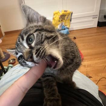 Hexbug -  Domestic Short Hair Cat for Adoption in Evanston, Illinois - Hexbug | PetCurious