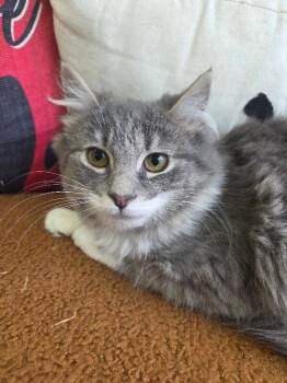 Domestic Short Hair Cats Available for Adoption - Winona | PetCurious