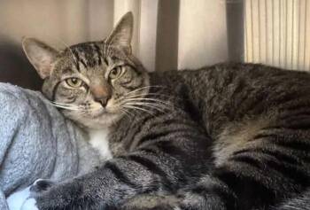 Rescue Domestic Short Hair Cats for Adoption in Coupeville, Washington - Milo | PetCurious