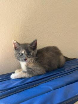 Domestic Short Hair Cats Available for Adoption - Gracie (downey) | PetCurious