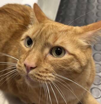 Domestic Short Hair Cats Available for Adoption - Finn | PetCurious