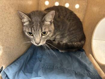 Haiku -  Domestic Short Hair Cat for Adoption in New York, New York - Haiku | PetCurious