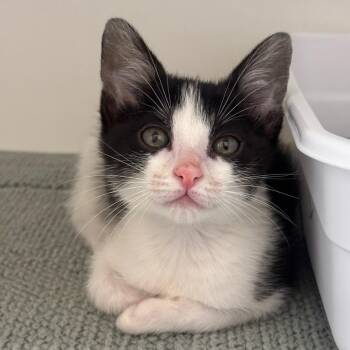 Rebel Girl -  Domestic Short Hair Cat for Adoption in League City, Texas - Rebel Girl | PetCurious