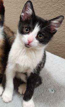 Manx Cats Available for Adoption in Fort Worth, Texas - Panda Bear | PetCurious