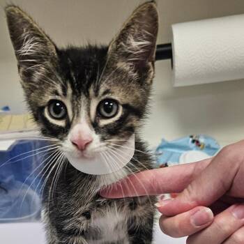 Spencer -  Domestic Short Hair Cat for Adoption in Donalsonville, Georgia - Spencer | PetCurious