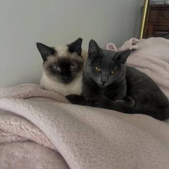 Domestic Short Hair and Siamese Cats Available for Adoption in Nashville, Tennessee - S