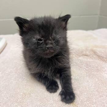 Daruk -  Domestic Short Hair Cat for Adoption in Bristol, Indiana - Daruk | PetCurious