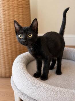 Coal -  Domestic Short Hair Cat for Adoption in Calimesa, California - Coal | PetCurious