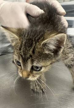 Windy -  Domestic Short Hair Cat for Adoption in West Chester, Pennsylvania - Windy | PetCurious
