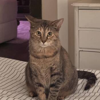 Domestic Short Hair Cats Available for Adoption in Nashville, Tennessee - Susie | PetCurious