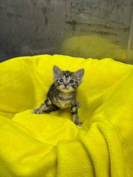 Tabby Cats Available for Adoption in Jurupa Valley, California - Ampere | PetCurious