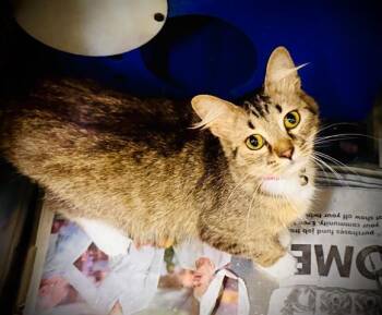 A596317 -  Domestic Short Hair Cat for Adoption in Orlando, Florida - A596317 | PetCurious