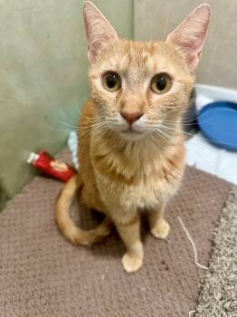 Ginger Snap -  Domestic Short Hair and Tabby Cat for Adoption in Phoenix, Arizona - Ginger Snap | PetCurious