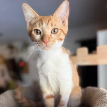 Domestic Short Hair Cats Available for Adoption - Benito "Bad Butthole" | PetCurious