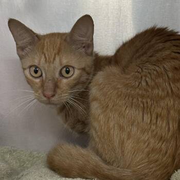 Oscar -  Domestic Short Hair Cat for Adoption in Clifton, New Jersey - Oscar | PetCurious