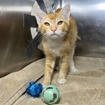 Sherbert -  Domestic Short Hair Cat for Adoption in Palm Springs, California - Sherbert | PetCurious