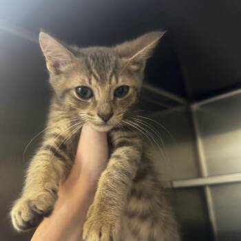 Fuku 28601 -  Domestic Short Hair Cat for Adoption in Middleburg, Florida - Fuku 28601 | PetCurious
