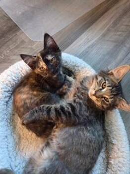 Rescue Domestic Short Hair Cats for Adoption in Pasco, Washington - Margaret And Ralphie | PetCurious