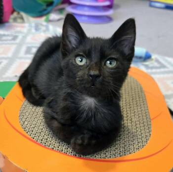 Rescue Domestic Short Hair Cats for Adoption in Kansas City, Kansas - Turkey (AO35168) | PetCurious
