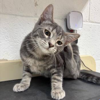 Duke -  Domestic Short Hair Cat for Adoption in Ardmore, Oklahoma - Duke | PetCurious