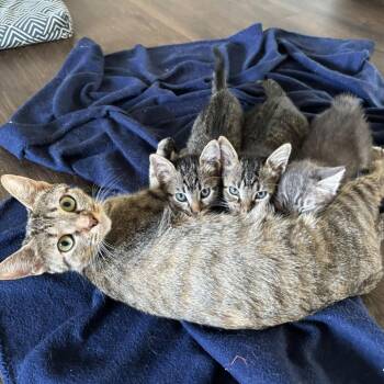 Fire -  Domestic Medium Hair Cat for Adoption in Oak Ridge, Tennessee - Fire | PetCurious