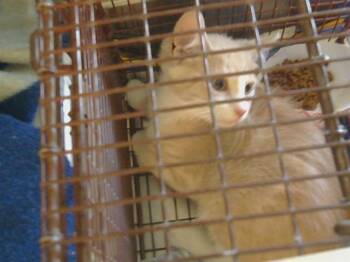 COMANCHE -  Domestic Short Hair Cat for Adoption in Sacramento, California - COMANCHE | PetCurious