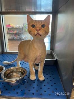 Cantaloupe -  Domestic Long Hair and Domestic Short Hair Cat for Adoption in North Richland Hills, Texas - Cantaloupe | PetCurious