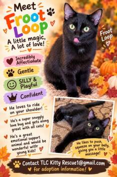 FROOT LOOPS -  Domestic Short Hair Cat for Adoption in Escalon, California - FROOT LOOPS | PetCurious