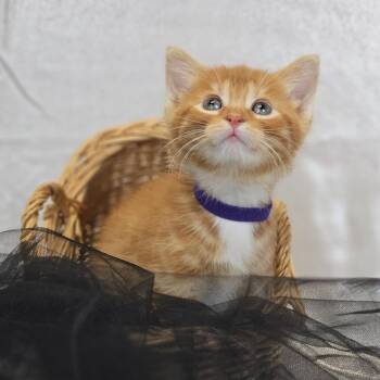 Tink-C -  Domestic Short Hair Cat for Adoption in East St. Louis, Illinois - Tink-C | PetCurious
