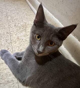 Cosmo -  Domestic Short Hair Cat for Adoption in Fayetteville, North Carolina - Cosmo | PetCurious