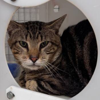 Pauly -  Domestic Short Hair Cat for Adoption in Columbiana, Alabama - Pauly | PetCurious