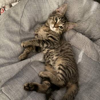 Bruno -  Domestic Medium Hair Cat for Adoption in Liverpool, Texas - Bruno | PetCurious