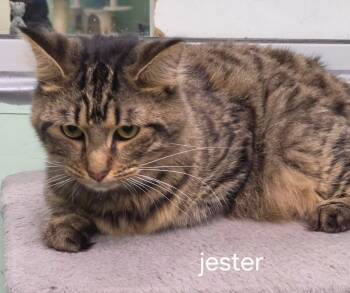 Jester -  Domestic Medium Hair Cat for Adoption in Oviedo, Florida - Jester | PetCurious