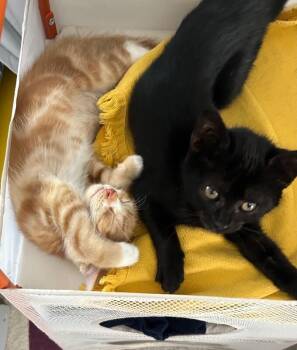 Frida -  Domestic Short Hair Cat for Adoption - Frida | PetCurious
