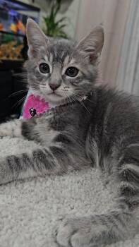 Rescue Domestic Short Hair Cats for Adoption in Milpitas, California - Luna | PetCurious