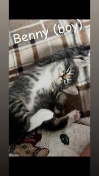 Benny (Haycock 7 Litter) -  Domestic Short Hair Cat for Adoption in Telford, Pennsylvania - Benny (Haycock 7 Litter) | PetCurious
