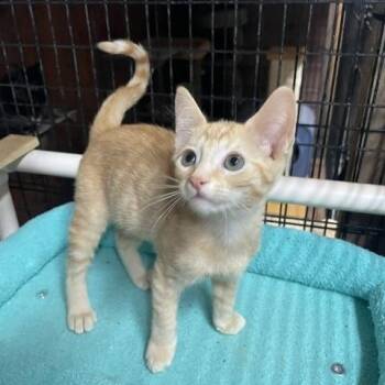Miles (3 months) -  Domestic Short Hair Cat for Adoption in Los Angeles, California - Miles (3 Months) | PetCurious