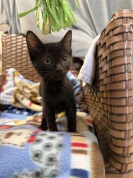 Beau Louis -  Domestic Short Hair Cat for Adoption in Midland, Michigan - Beau Louis | PetCurious