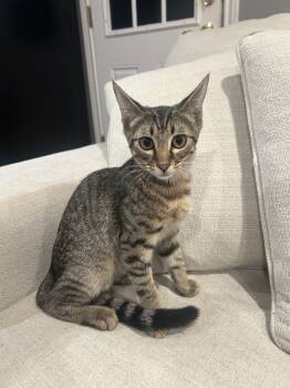 Rescue Domestic Short Hair and Tabby Cats for Adoption in Dallas, Texas - Midas SR6 | PetCurious