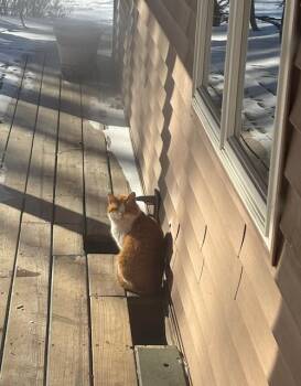 American Shorthair Cats Available for Adoption in Muskegon, Michigan - Mr. Smudge | PetCurious