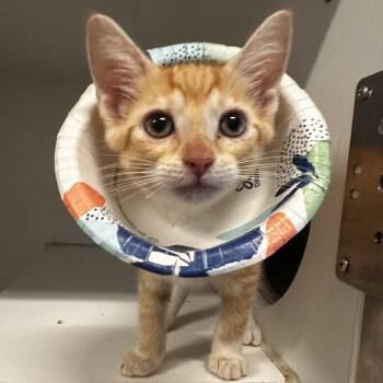Cherry Garcia -  Domestic Short Hair Cat for Adoption in Dearborn, Michigan - Cherry Garcia | PetCurious