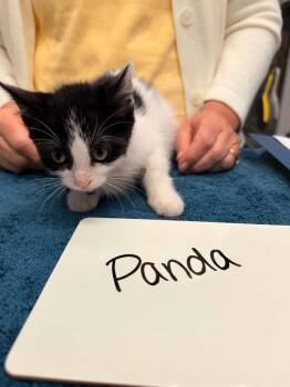 Panda -  Domestic Short Hair Cat for Adoption in Vancouver, Washington - Panda | PetCurious