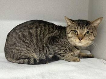 English Breakfast Tea -  Domestic Short Hair Cat for Adoption in New York, New York - English Breakfast Tea | PetCurious
