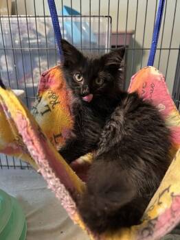Stewart -  Domestic Medium Hair Cat for Adoption in Alafaya, Florida - Stewart | PetCurious