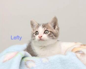 Lefty -  Domestic Short Hair Cat for Adoption in Parma, Ohio - Lefty | PetCurious