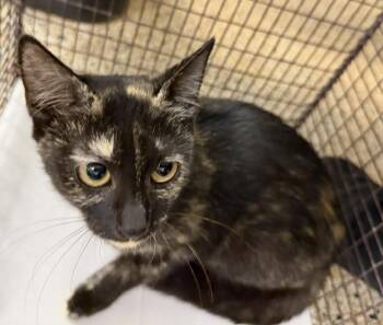 CELEST -  Domestic Short Hair Cat for Adoption in Doral, Florida - CELEST | PetCurious