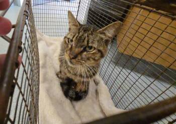HAMA -  Domestic Short Hair Cat for Adoption in Tustin, California - HAMA | PetCurious