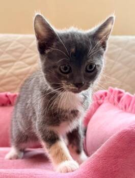 Domestic Short Hair Cats Available for Adoption in New York, New York - Alvina | PetCurious