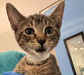 Go Go -  Domestic Short Hair Cat for Adoption - Go Go | PetCurious